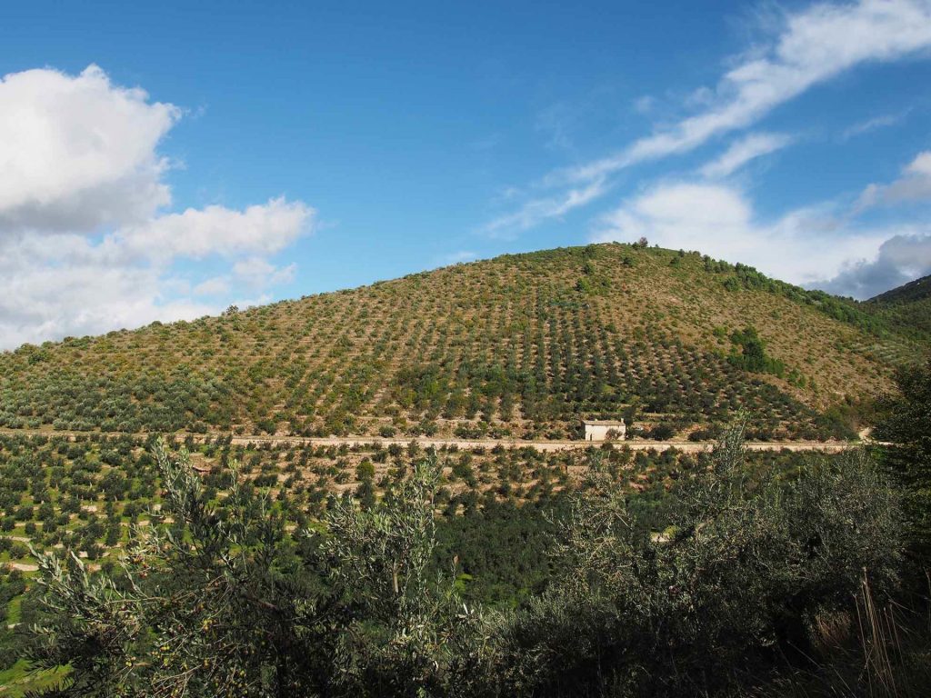 Il paesaggio olivetato storico di Trevi, lungo l'acquedotto medievale