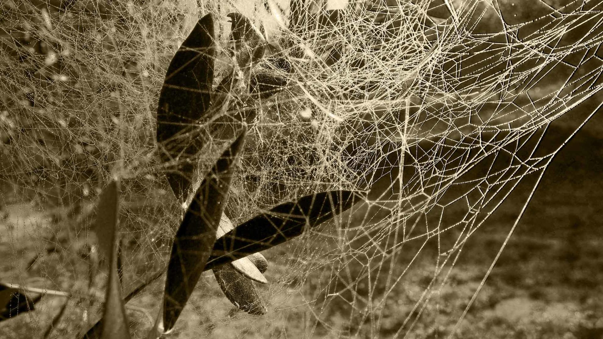 La rugiada bagna la tela del ragno tra le foglie d'olivo