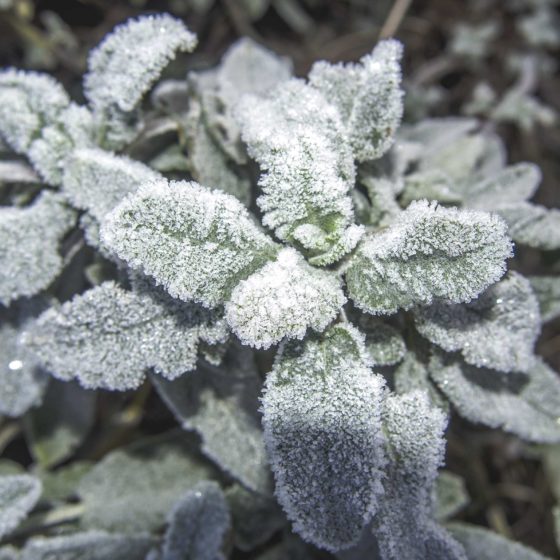 Brina su foglie di salvia