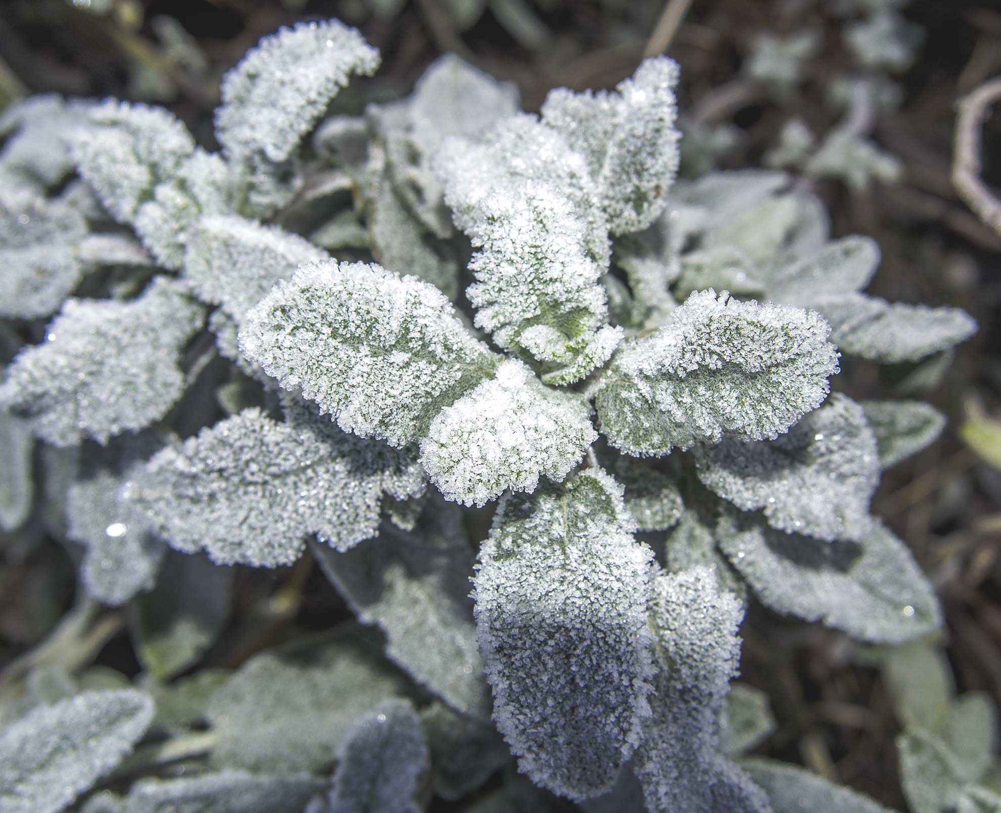 Brina su foglie di salvia